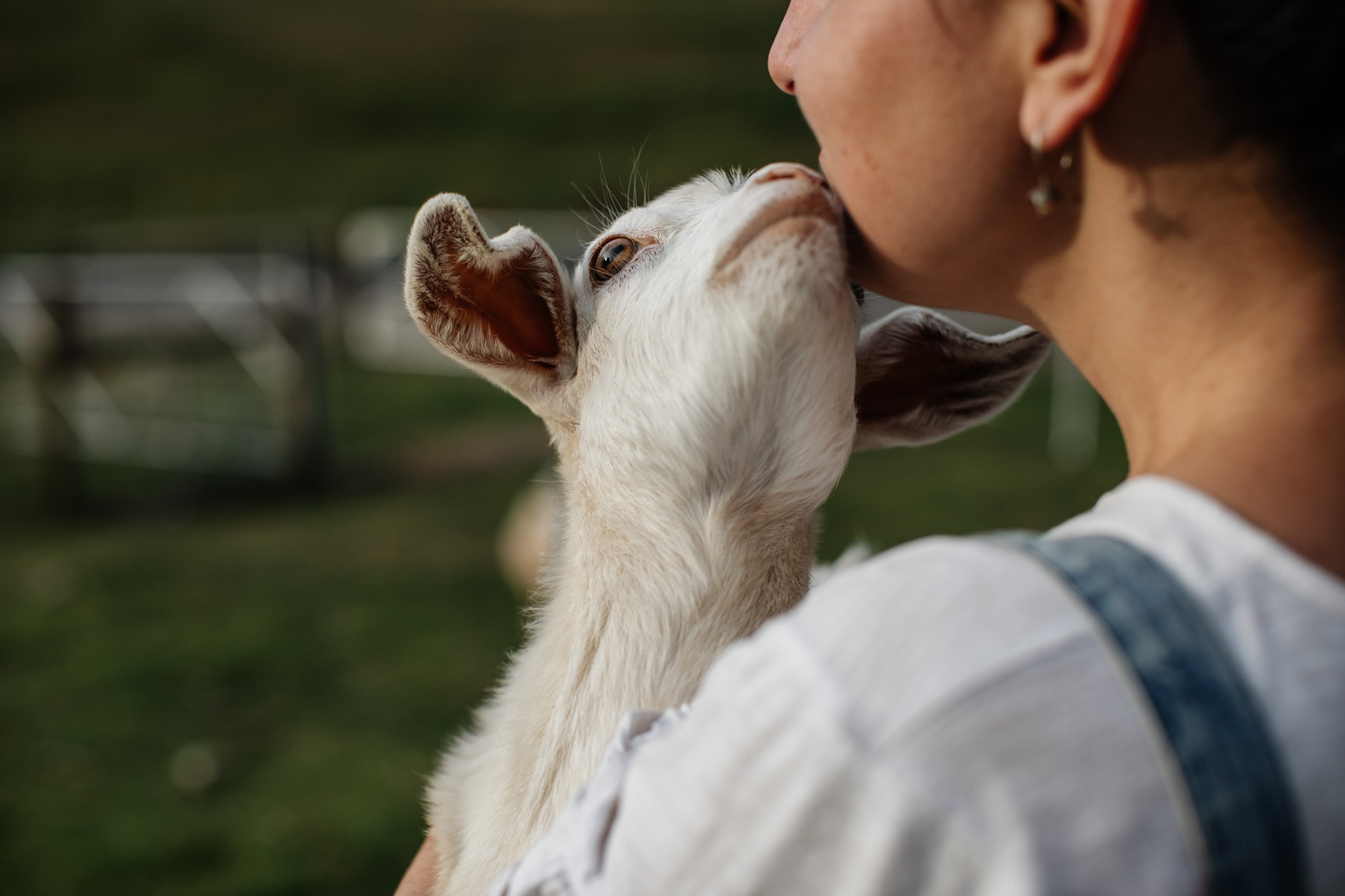Goat kisses at the Hideaway Farmlet Penguin