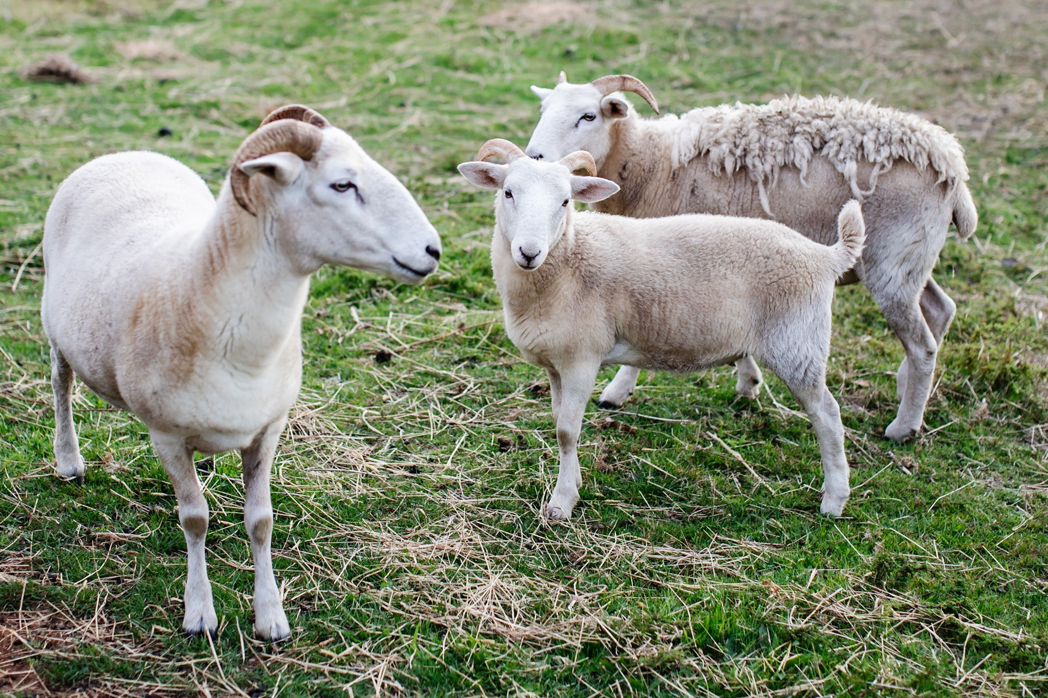 3 sheep at the Hideaway Farmlet