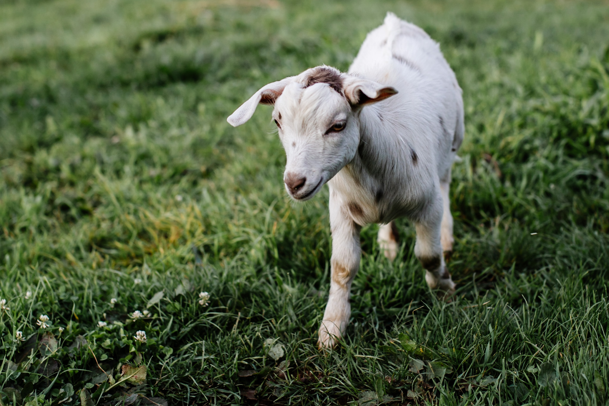 SpottyWot the Miniature goat